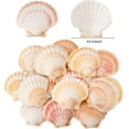 thumbnail image 4 of Sinkoo 10PCS Scallop Shells 4"-4.5" Natural Sea Shells Yellow & Pink Hawaiian Scallop Shells for Baking DIY Craft Home Vase Fillers & Beach Wedding Party Decor, 4 of 7