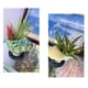 thumbnail image 3 of Inteprter Adorno de paisajismo resistente al agua, concha Natural, caracola ligera, decoraciones para peceras domésticas de alta resistencia, oficina Decoración del hogar Inteprter HA066819-00, 3 of 6