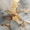 Abstract Marble Gold Leaf, variant on UXIEQU Gold Dollar Sign Ornate Canvas Wall Art 15.75x11.81 Inches