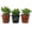 3 Plants, variant on Mini Leaf Jade Plant - Live Starter Plant in a 2 Inch Pot - Portulacaria Afra - Drought Tolerant Indoor Outdoor Succulent Houseplant