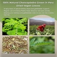 thumbnail image 2 of Chanca Piedra Loose Leaf 1.4oz - Stonebreaker Herbal Tea 40g Dried Vegan Leaves 100% Natural Chancapiedra Grown in Peru by Hanan, 2 of 9