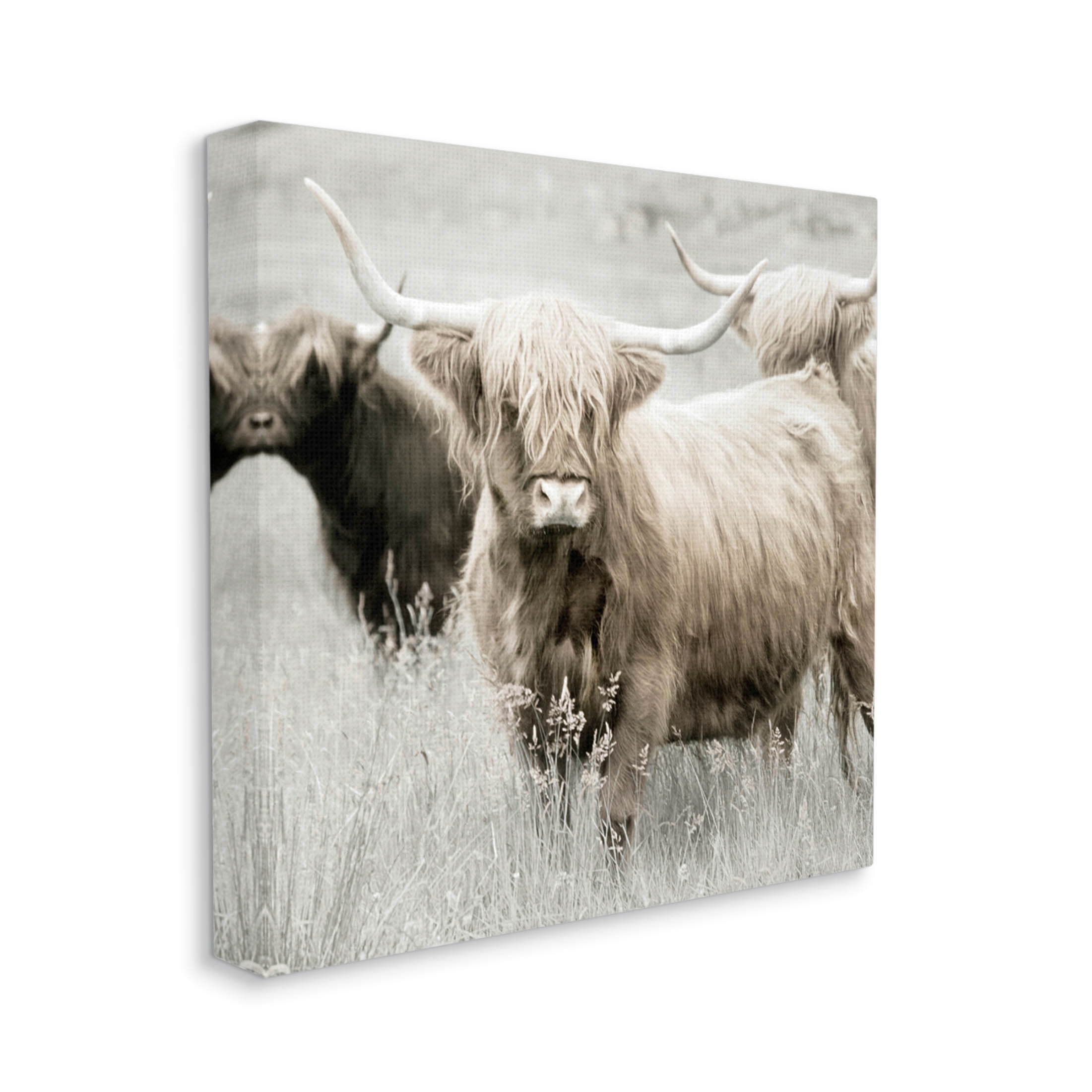 Stupell Industries Highland Cattle Country Meadow Photograph Gallery Wrapped Canvas Print Wall Art, Design by Danita Delimont