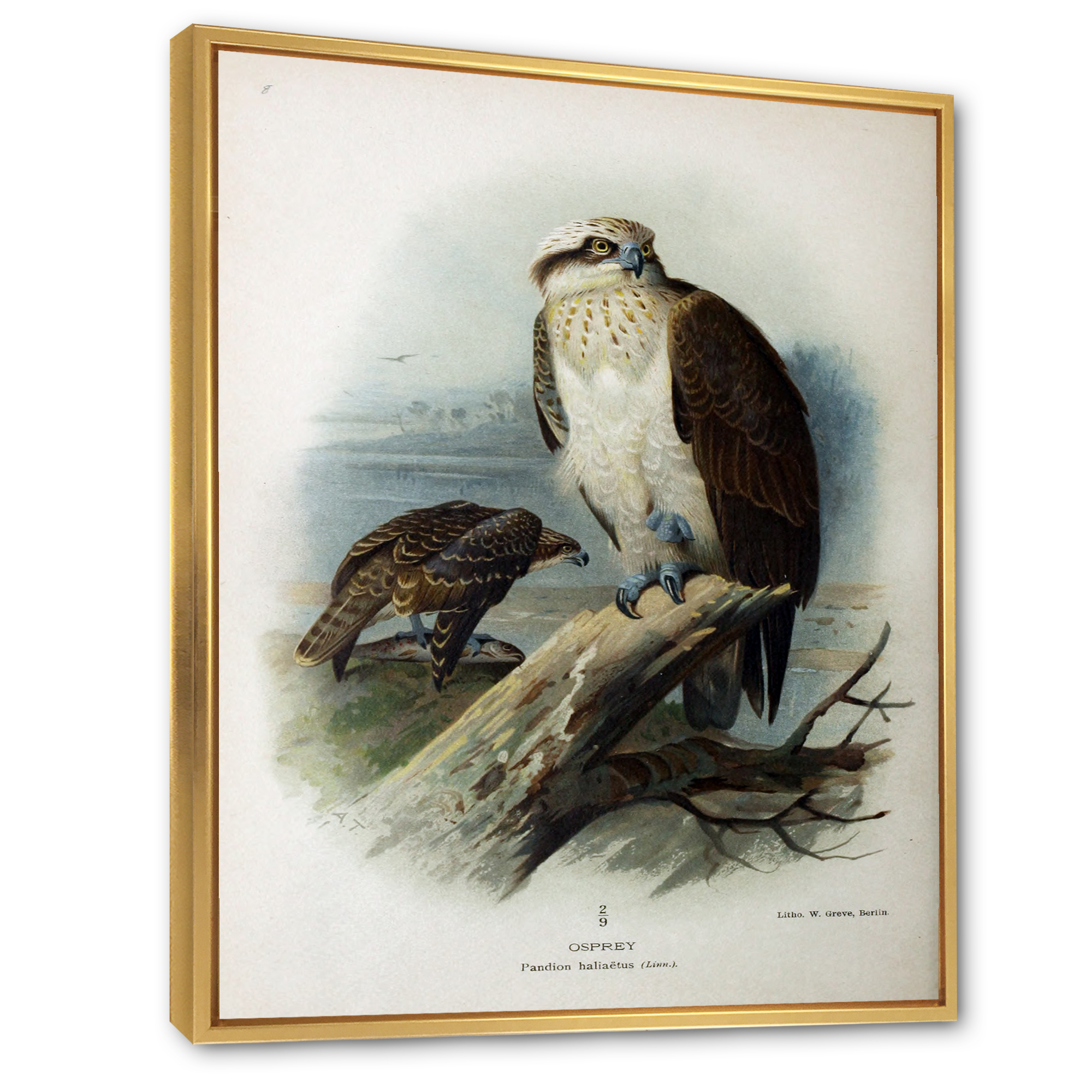 Designart 'Ancient Bird Life VI' Traditional Framed Canvas Wall Art Print
