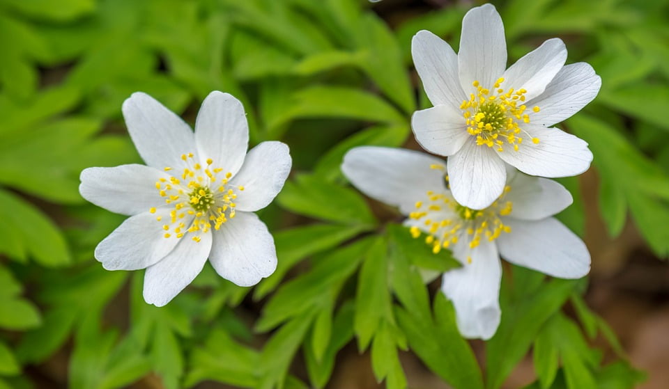 Plant Wild Flower Anemone Spring Wood Anemone12 Inch BY 18 Inch