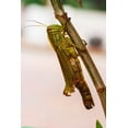 thumbnail image 2 of Haseltine, Tom 13x18 Black Ornate Wood Framed with Double Matting Museum Art Print Titled - Laos-Luang Prabang Close-up of grasshopper, 2 of 4