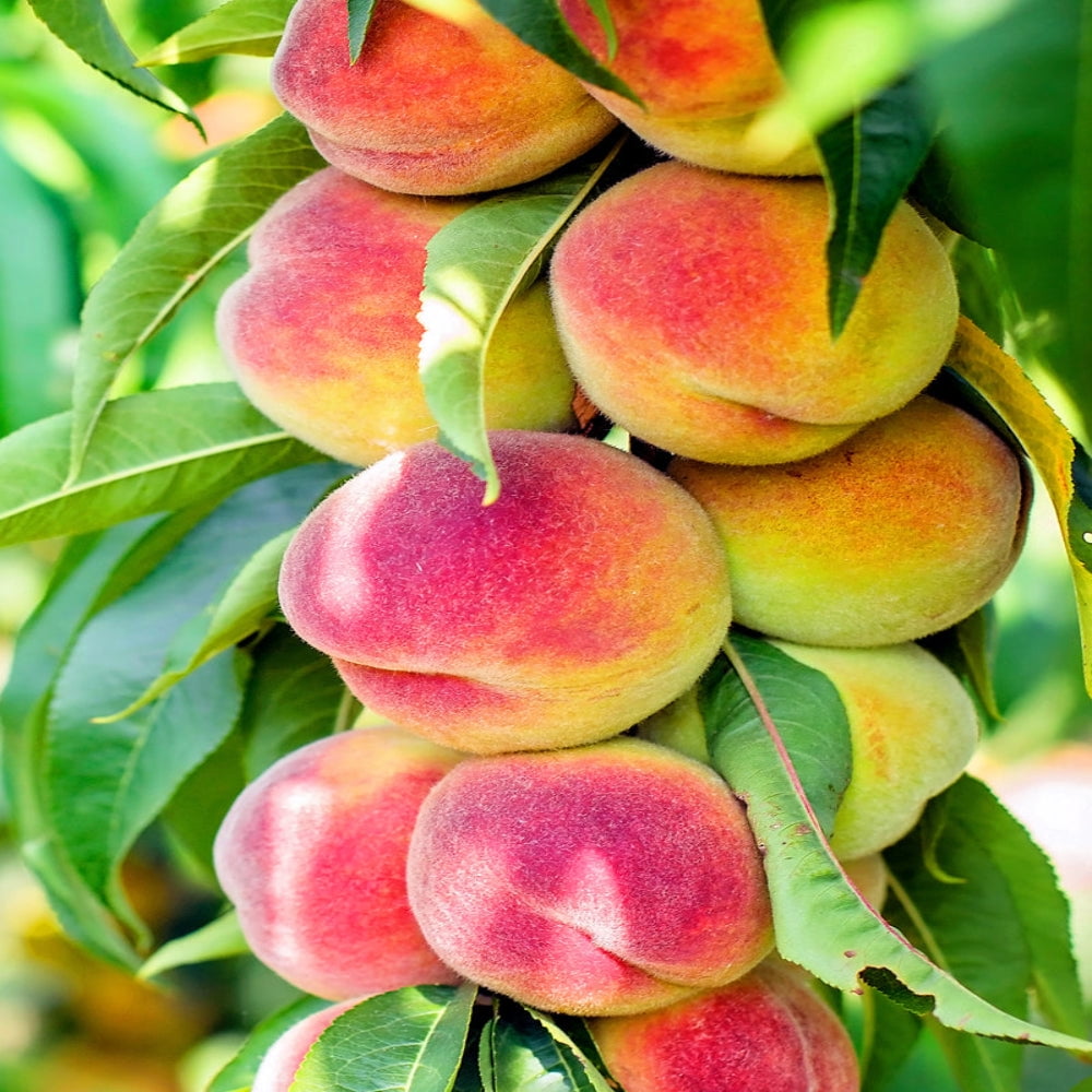 Expert Gardener 1- 1.5 ft tall Early Grande Peach Live Tree in 1-Gallon Grower Pot