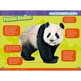thumbnail image 2 of Pandas, 2 of 3