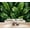 Color 3, variant on Wallpaper Elegant Rainforest Tropical Jungle Banana Leaf Blue Gold Peel and Stick Wall Murals 100"H x 144"W Removable PVC Wall Paper Self-Adhesive Wall Paintings Art Decor for Bedroom Living Room