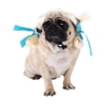 thumbnail image 3 of Wigs for Dogs Pet Wigs for Dogs Adjustable Soft Breathable Dog Cosplay Hairpieces for Halloween Christmas Party Costumes Fits Small to Medium Dogs and Cats,C, 3 of 5