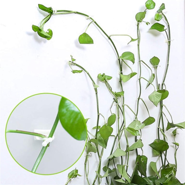spider plant plants Spider Plant  Lichtenfelt's