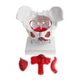 thumbnail image 4 of 1: 1 Lifeisze-Femelle Muscle du Bassin Squelette Muscles du Sol Statue du Bassin, 4 of 8