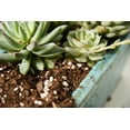 thumbnail image 4 of Perfect Plants Succulent & Cactus Soil Mix - 4 Quarts, 4 of 5