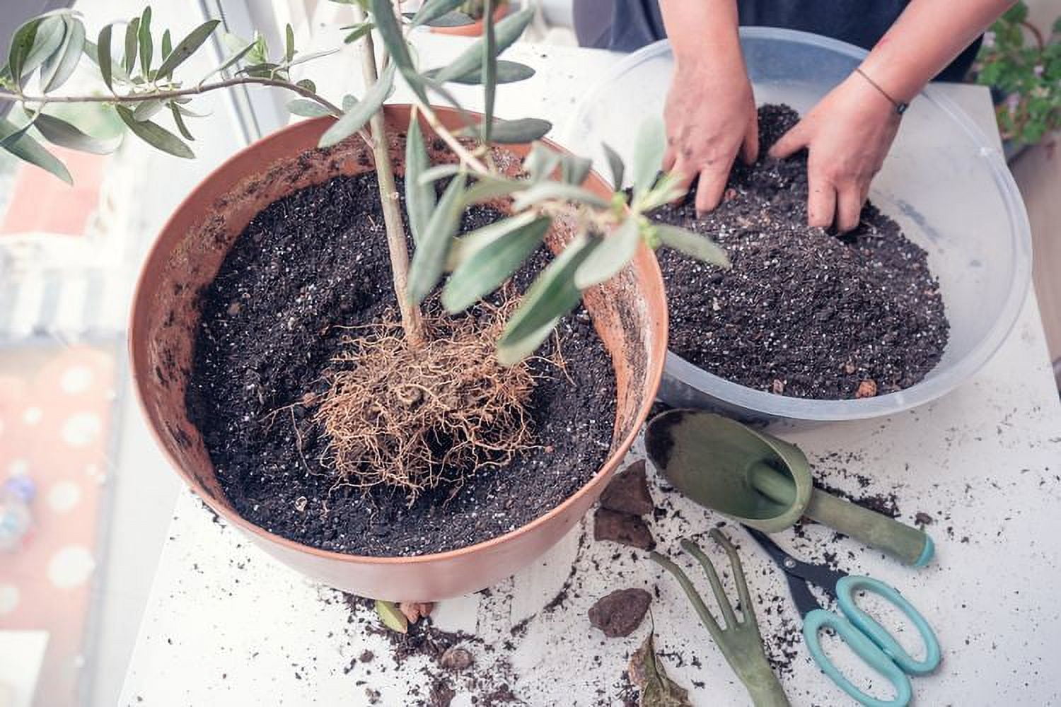 ⭐ Premium Potting Mix for Olive Trees by Gardenera - 3 QUART - Nourish and Strengthen Roots, Promoting Resilience and Abundant Harvests