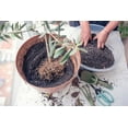 thumbnail image 2 of ⭐ Premium Potting Mix for Olive Trees by Gardenera - 3 QUART - Nourish and Strengthen Roots, Promoting Resilience and Abundant Harvests, 2 of 3