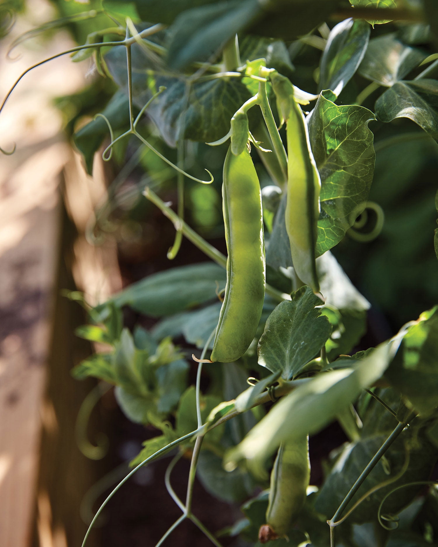 Burpee Organic Burpeeana Early Pea Vegetable Seed, Annual Lifecycle, Full Sun