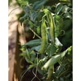thumbnail image 3 of Burpee Organic Burpeeana Early Pea Vegetable Seed, Annual Lifecycle, Full Sun, 3 of 4