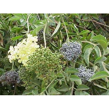 Elderberry Tree 7 Seeds - Black Elderberry Plant Seeds, Elderberry Bush Plant Fruit Seeds, Fresh Plant Black Elderberry, Shade Trees Fast Growing, Supports Butterfly and Bird Species