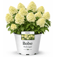 Bobo Hydrangea Plant, Compact Flowering Shrub with White and Pink ...