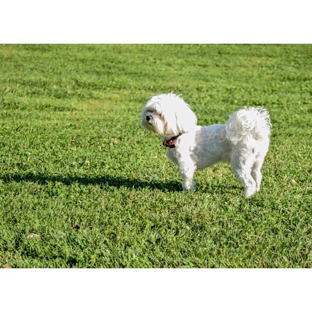 Lovely Dog Print - LAMINATED POSTER Puppy Cute Grass Dog Summer Quite Lovely Green Poster Print 24 x 36