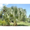 thumbnail image 5 of 10 Hardy SABAL PALM TREE Cabbage Palmetto Flower Seeds, 5 of 5