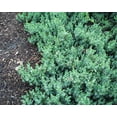 thumbnail image 3 of Blue Pacific Juniper, 3 of 8