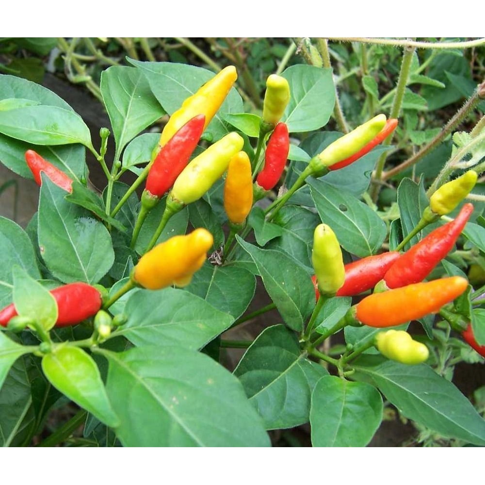 Tabasco Pepper Plant MAKE YOUR OWN HOT SAUCE 4" Pot