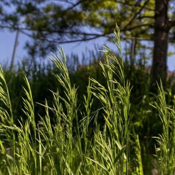 Nature's Seed Tall Fescue Grass Seed - 5 Lb