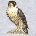 thumbnail image 2 of CafePress - Peregrine Falcon Bird Infant Bodysuit - Cute Infant Bodysuit Baby Romper - Size Newborn - 24 Months, 2 of 4