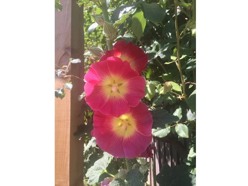 20 Seeds Halo Red Hollyhock Alcea Rosea Tall Blooms Easy to Grow Perennial Pollinator-Friendly