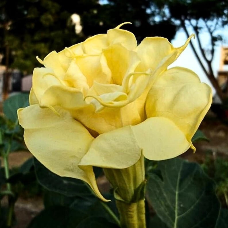 25 Yellow Double Seeds - Perennial Drought Self-Pollinating Herb for All Seasons