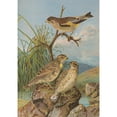 thumbnail image 3 of Johann Friedrich Naumann 14x18 Black Modern Framed Museum Art Print Titled - Chloris Chinese, Sparrow Petronius, 3 of 5