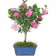 Camellia Bonsai Tree
