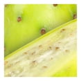 thumbnail image 3 of Tuna Blanca por kilo, 3 of 3