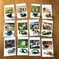 thumbnail image 3 of Modelo de Figuras de Animales de Granja Sunnimix Juguete de Material, 3 of 8
