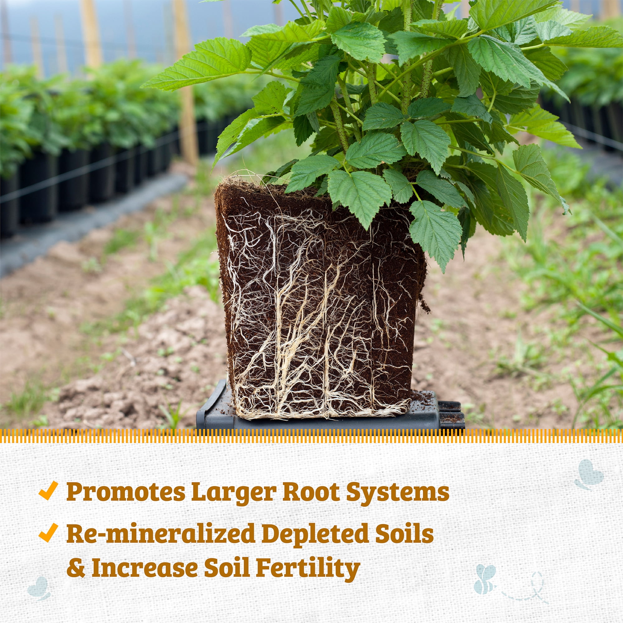 Back to the Roots Organic Azomite® for Garden Soil, 3 lb Pouch