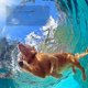 thumbnail image 1 of Collar de entrenamiento para perros a prueba de agua de 1000 m Mascota 500 m Control remoto Recargable_a ZefeiWu 8390605295829, 1 of 1