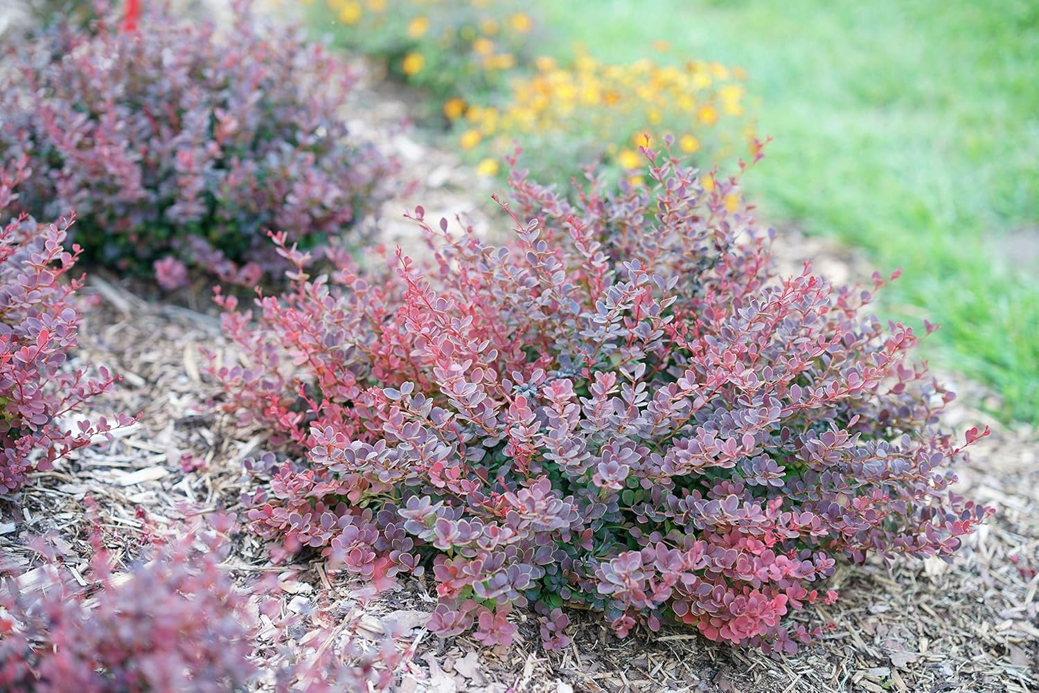 Proven Winners ColorChoice Mini Maroon Barberry Live Shrub ( 2 Gallon)