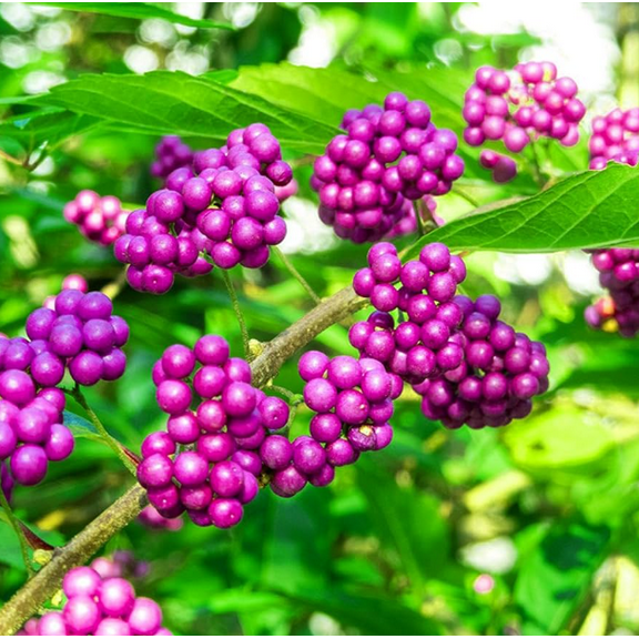 American Beautyberry Plant Live for Planting, Callicarpa Americana Plant for Home Garden 6 to 12 Inch Tall 4 Inch Pot