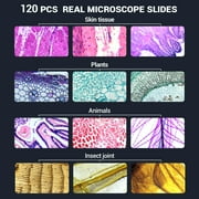 BEBANG 120Pcs Prepared Microscope Slides for Kids, Glass Microscope Slides with Specimens of Insect Plant Animal Bacteria Human Tissue Cell