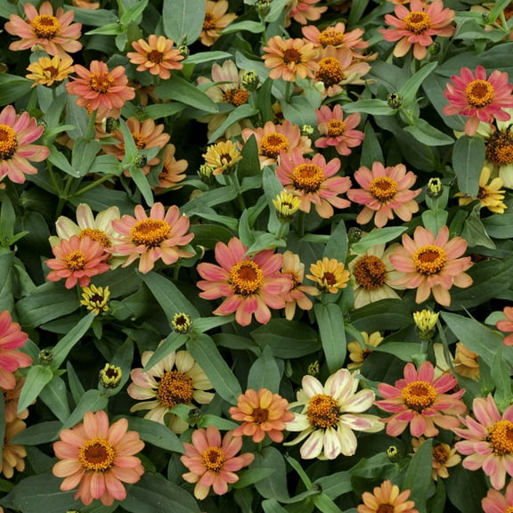 Outsidepride Zinnia Profusion Apricot Flower Seeds - 50 Seeds