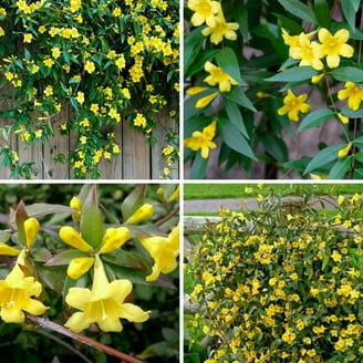 jasmine  Pixies-Gardens-Star-Jasmine-1-