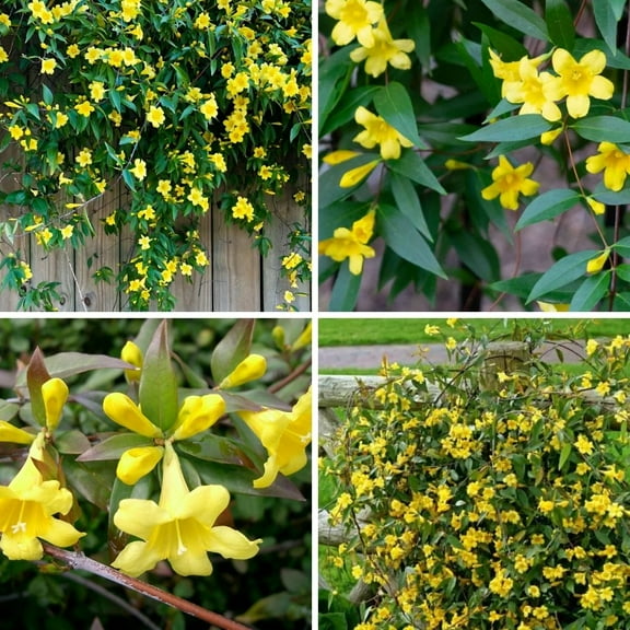 Carolina Jasmine Plant Live 4-8 Inch, Fragrant Yellow Live Jasmine Plant for Trellises and Gardens