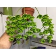 thumbnail image 7 of MSU 13-3-15 Fertilizer With Calcium & Magnesium (Tap/RO Water Formula) with scoop - Excellent for Orchids, Aroids and Tropicals - 2LB Bag, 7 of 7