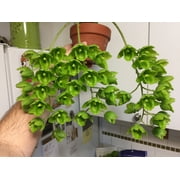 MSU 12-1-1 Fertilizer (K-Lite) With Calcium & Magnesium - Excellent for Orchids, Aroids and Tropicals - Scoop Included - 2LB Bag