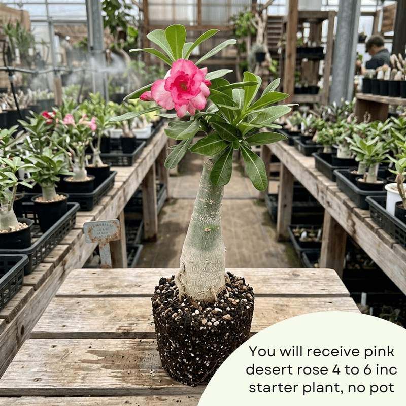 Pink Desert Rose Plant Live, Adenium Obesum Desert Rose, 4-8 Inc Tall, Perennia and Hardy Succulent for Indoor and Outdoor Planting