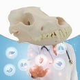 thumbnail image 2 of Yokua Dog Skull Model Realistic Dog Skeleton Head Model Realistic Dog Head Bone, 2 of 11