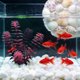 thumbnail image 1 of Plantas de acuario de plástico flexible para agua dulce y decoración de acuarios de agua salada, 1 of 6