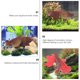 thumbnail image 2 of 4 PCS Aquarium Luminous Goldfish Decor Fish Tank Decor Adorno de peces artificiales, 2 of 8