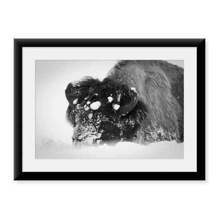 Framed Art Print, Close up of bison, Yellowstone National Park by Neal Herbert, 17-7/8" x 21-7/8"