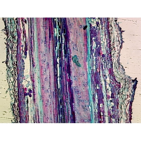 Pine (Gymnosperms) Stem; Showing Xylem and Tracheides; Longitudinal Section by Go Science Crazy price history on PriceWatchPro